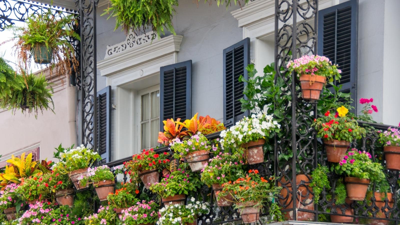 Balcony Garden bursting with flowers